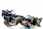 中华飞龍N0050