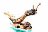 虫扬龍威N0199