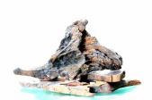 降龍罗汉N0193