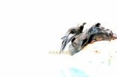 喜雀鸣春N0188